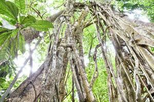 Trees in the forest photo