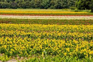 A field with flower photo