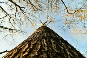 Trees in the forest photo