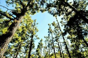 Trees in the forest photo