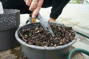 Person seeding the seed in the pot full of soil in the garden. Gardening in spring. photo