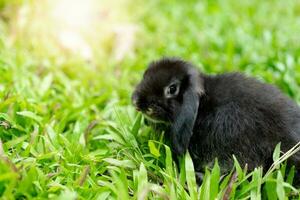 un negro Conejo es corriendo en el verde césped. foto