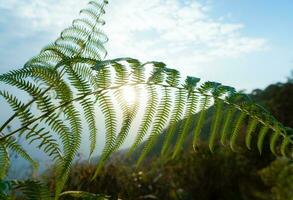 Green leaves in summer hills with sun background photo