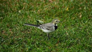 un pequeño pájaro cola blanca, motacilla alba, caminando sobre un césped verde y comiendo bichos video