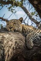 Leopard on the forest AI Generate photo
