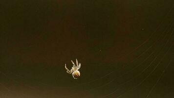 il ragno tesse una ragnatela nelle sere d'estate video