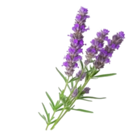 Lavender flower isolated. Illustration png