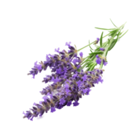 Lavender flower isolated. Illustration png