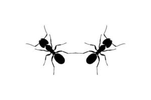 Pair of the Ant Silhouette for Art Illustration, Logo, Pictogram, Website, or Graphic Design Element. Vector Illustration