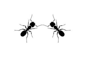 Pair of the Ant Silhouette for Art Illustration, Logo, Pictogram, Website, or Graphic Design Element. Vector Illustration