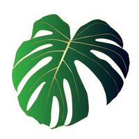 Hoja de planta de monstera deliciosa de bosques tropicales aislada. vector para tarjetas de felicitación, volantes, invitaciones, diseño web