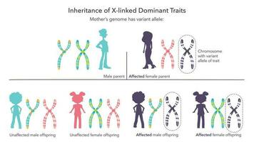 Inheritance of X linked genetic traits scientific infographic vector illustration