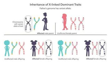 Inheritance of X linked genetic traits scientific infographic vector illustration