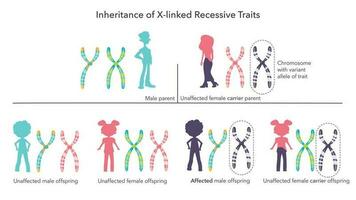 Inheritance of X linked genetic traits scientific infographic vector illustration