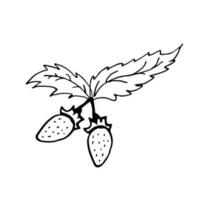 Strawberry in line style. Isolated hand drawing berry vector illustration. Doodle simple outline.
