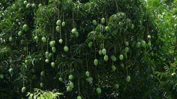 Green unripe mango fruits are hanging on the whole tree. Green fruit background. Closeup view. 4k video. video