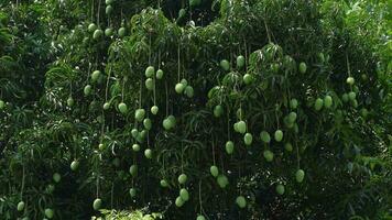 vert vert mangue des fruits sont pendaison sur le entier arbre. vert fruit Contexte. fermer voir. 4k vidéo. video