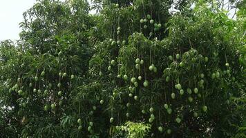 verde verde manga frutas estão suspensão em a todo árvore. verde fruta fundo. fechar-se visualizar. 4k vídeo. video