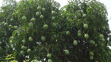 Green unripe mango fruits are hanging on the whole tree. Green fruit background. Closeup view. 4k video. video