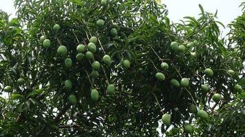 Bäume voll von klein Grün unreif Mangos. Grün Obst Hintergrund. Nahansicht Sicht. 4k Video. video