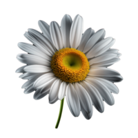 A lifelike daisy bloom seemingly floats in space, its delicate petals and bright yellow center on full display against a clear, transparent background. png