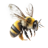 el imagen caracteristicas un impresionante, natural abeja, hermosamente prestados y aparentemente en movimiento en contra un completamente claro fondo.generativo ai png