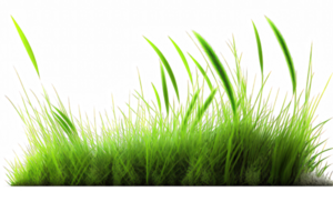 The image features a stunning row of green grass that gracefully stretches across a clear, see-through background. png