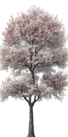 A stunning cherry tree, with vibrant pink blossoms, stands tall and proud against a backdrop of clear, transparent space. png