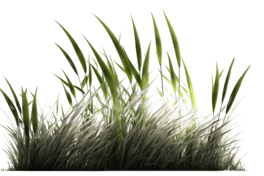 uma deslumbrante imagem do uma exuberante verde linha do Relva conjunto contra uma Claro e transparente background.generative ai png