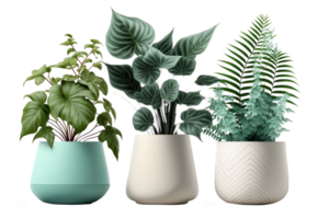 This image features an arrangement of gorgeous plants displayed in elegant ceramic pots, all set against a clean and transparent background. png