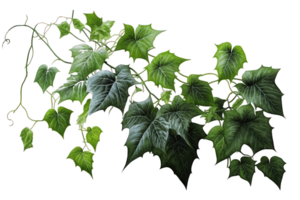 A stunning image showcasing the lush green leaves of ivy plants set against a clear, transparent background. png