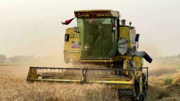 segador cortacésped mecanismo cortes trigo espiguillas agrícola cosecha obras. el segador se mueve en campo y corta maduro trigo. grande segador cosechas grano en el puesta de sol. agrícola negocio video