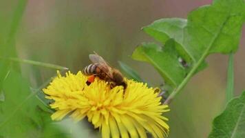 occupé abeille sur Jaune pissenlit fleur fleur dans printemps recueille pollen tandis que polliniser et saupoudrage le fleur fleur et mon chéri production dans ruche de une apiculteur comme bénéfique insecte essaim video