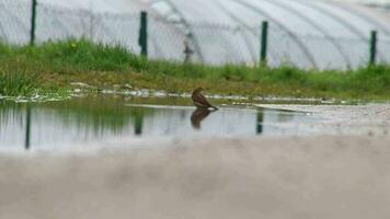 Sparrows bathing in puddle to clean their feathers in water shaking feathers to cool down and cleanse after bathing bird in puddle to get dry and fly away in summer heat on hot summer day refreshing video