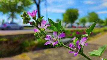 Colorful Flowers By The Highway And Cars In Traffic video