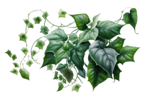 The image showcases a stunning arrangement of lush greenery, specifically ivy plants, set against a transparent background. png