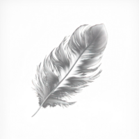 A pristine white feather that appears to have been plucked from a bird, delicately rests on a transparent background. png