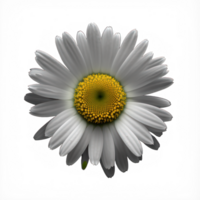 This image features a lifelike daisy flower with delicate white petals and a yellow center, set against a clear and see-through background. png