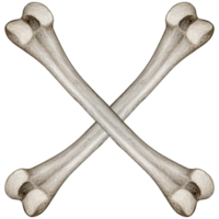 Watercolor hand drawn realistic human bones png