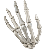 Watercolor hand drawn realistic human bones png