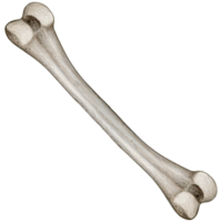 Watercolor hand drawn realistic human bones png