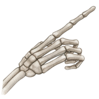 Watercolor hand drawn realistic human bones png