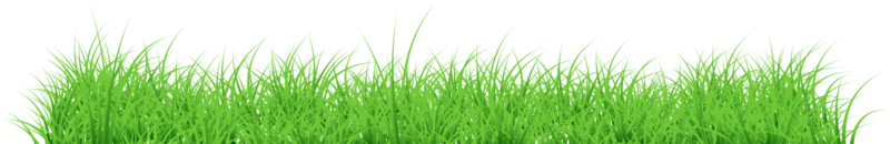 äng gräs transparent bakgrund. gräs illustration png