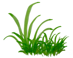 waterverf gras. hand- getrokken gras png