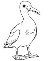 Albatross bird coloring page vector