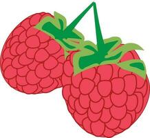 raspberries Illustration Vector