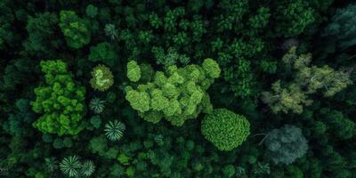 The aerial top view of forest with . photo