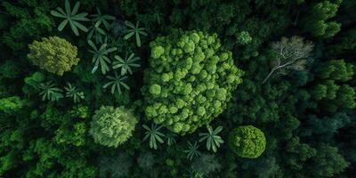 The aerial top view of forest with . photo