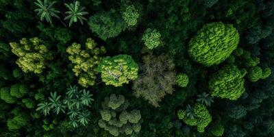 The aerial top view of forest with . photo