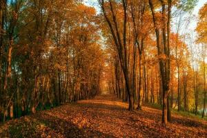 Soft focus. Sunny alley with maples in the autumn park. Autumn leaf fall. A path in a sunny autumn park with falling leaves. photo